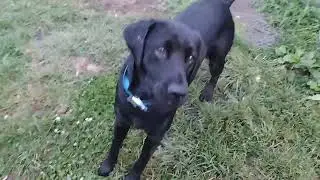 Dog first time ever catches frisbee. goldador Golden retriever black labrador mix