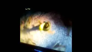Танец кота