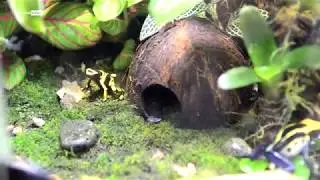 Рептилиум 2018.03.31 (Reptilium)
