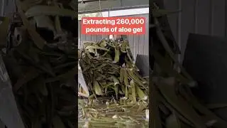 Every day, this facility turns 260,000 lbs of aloe leaves into gel. #aloe #howitsmade #skincare