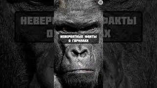 невероятные факты о гориллах #факты #животные #интересно #топчик