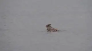 OWL Swimming in Lake Michigan 2014 - SocializeME