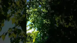 #summer #summertime #клинок #лето #береза #беларусь #питомник #klinok #klinok.by #klinokby #vlog