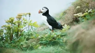 No Copyright Videos - Puffin - No Copyright Zone