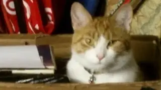 Evil Cute Kitty in box stares you down!