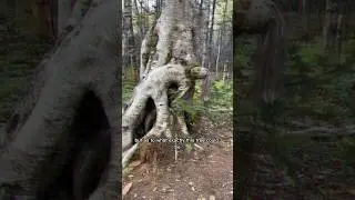 The Scariest Tree You’ve Never Seen.. 