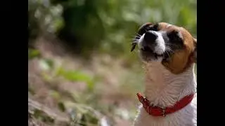 Top 10 Dog Sound Effects for YouTube Videos 2023 see how your dog goes crazy