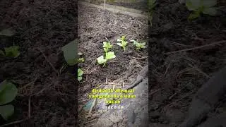 Week 10 in de moestuin