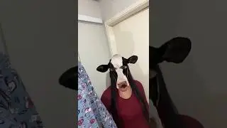 Muuuu