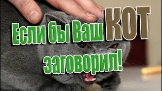 ➤ Если бы Ваш кот заговорил ➤ Повадки котов. ➤ Что надо знать о кошках ➤ Как ухаживать за котами