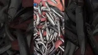 always fresh 🐟tomorrow available at Bordomavi dubai 🐟💯