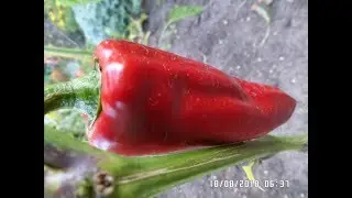 ОСТРЫЙ перец - сеем ОБЯЗАТЕЛЬНО!