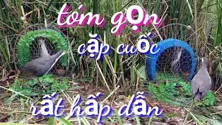 Bẫy cuốc , bắt trọn cặp chim cuốc rất hấp dẫn