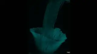 Light sheet animation of a mushroom