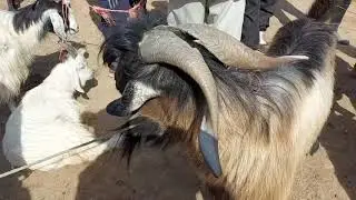 ШАХРИТУЗ МОЛ БОЗОР 2 КИСМИ ДУСТЛАР