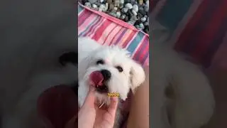 А как вы называете своих питомцев?