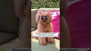 Советы от владельцев собак