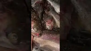 Ловим форель на пасту резину ратлины блесну