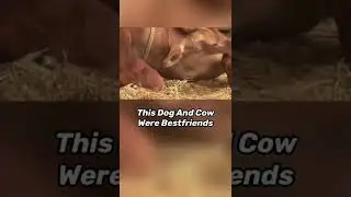 ANIMALS REUNITED WITH OWNER AFTER YEARS! 