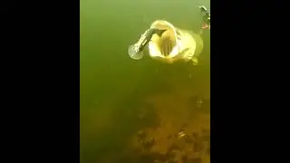 щука атакует