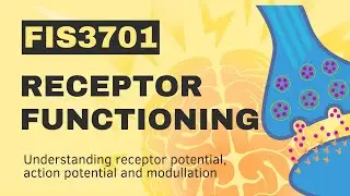 Unlocking the Mysteries of Receptor Functioning: How Do They Work? - Sciencera