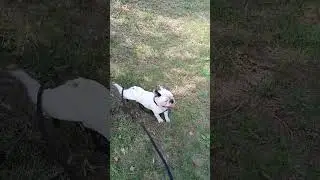 А вы так можете?😄 #funnydogs #puppy #dog #bulldog #pets #собака #frenchbulldog #funny #doglife
