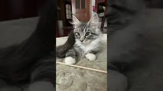 Котята мейн кун🌟Мейн Куны🐈‍⬛
