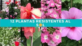 12 planta RESISTENTES al sol directo | FLORES para SOL directo