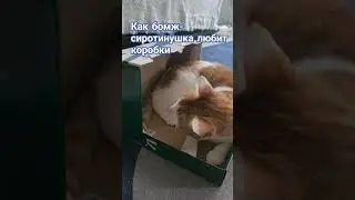 нам обувь, коту - коробка😆 #кот #рыжий