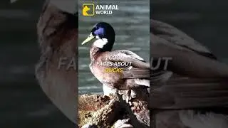 3 cool facts about ducks 