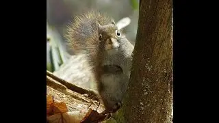 SQUIRREL Thief vs. Campers