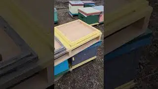 В следующем сезоне наверное попробуем паллет на 4 улья. 