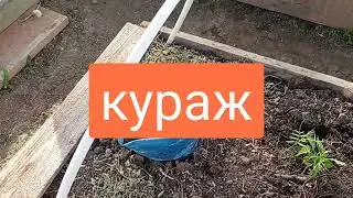24 мая. Большой покос. Огорчения от посадок.