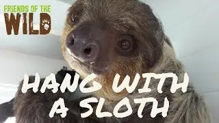 Winchester the Sloth wants to Meet YOU