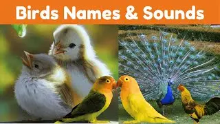 Birds Sounds and Names | Birds For Kids | Bird Names For Children