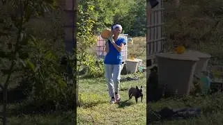 На хуторе весело! 