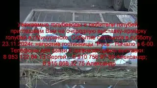 анонс ярмарки голубей .23.11.24 в Мичуринске