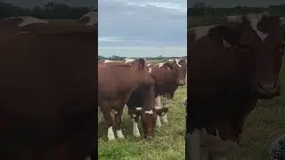 Talking to the moo 🐮🤍