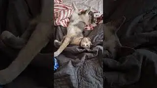 Эй,просыпайся! Мы бегать договаривались!