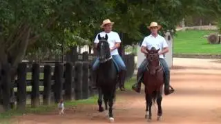 Mangalarga Marchador TV - 400