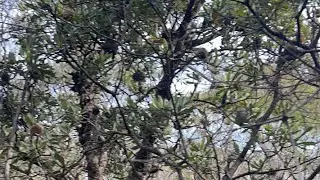 Wentworth Falls Live stream, happy January