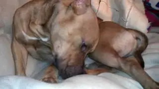 Чем мазать лапы собаке зимой (cold cream for dogs)