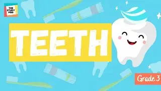 TEETH | SCIENCE | GRADE 3 | The Study Pod