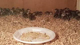 Итог инкубации горного куропатки советы