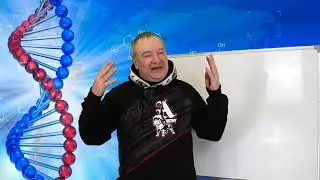 Кто на кого больше похож Среднеазиатская овчарка или Грузинская горная собака?