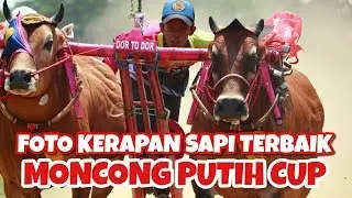 KUMPULAN FOTO TERBAIK KERAPAN SAPI MONCONG PUTIH CUP