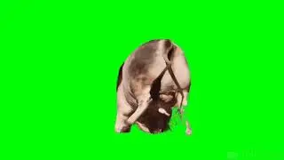 Green screen bull(1)