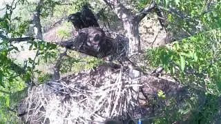 The Altai Saker Reintroduction Project: the return of the prodigal son