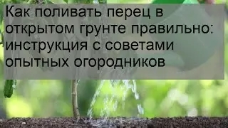 Как поливать перец в открытом грунте правильно: инструкция с советами опытных огородников