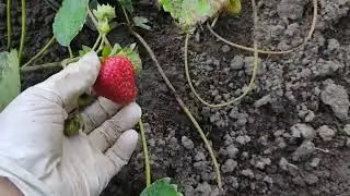 Обновляю грядки с  клубникой.